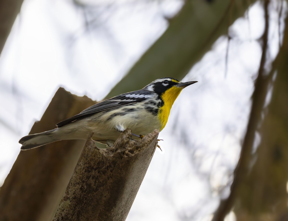 Yellow-throated Warbler - ML647329717