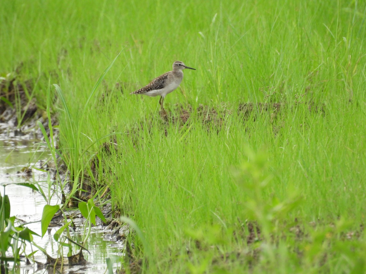 vodouš bahenní - ML647329718