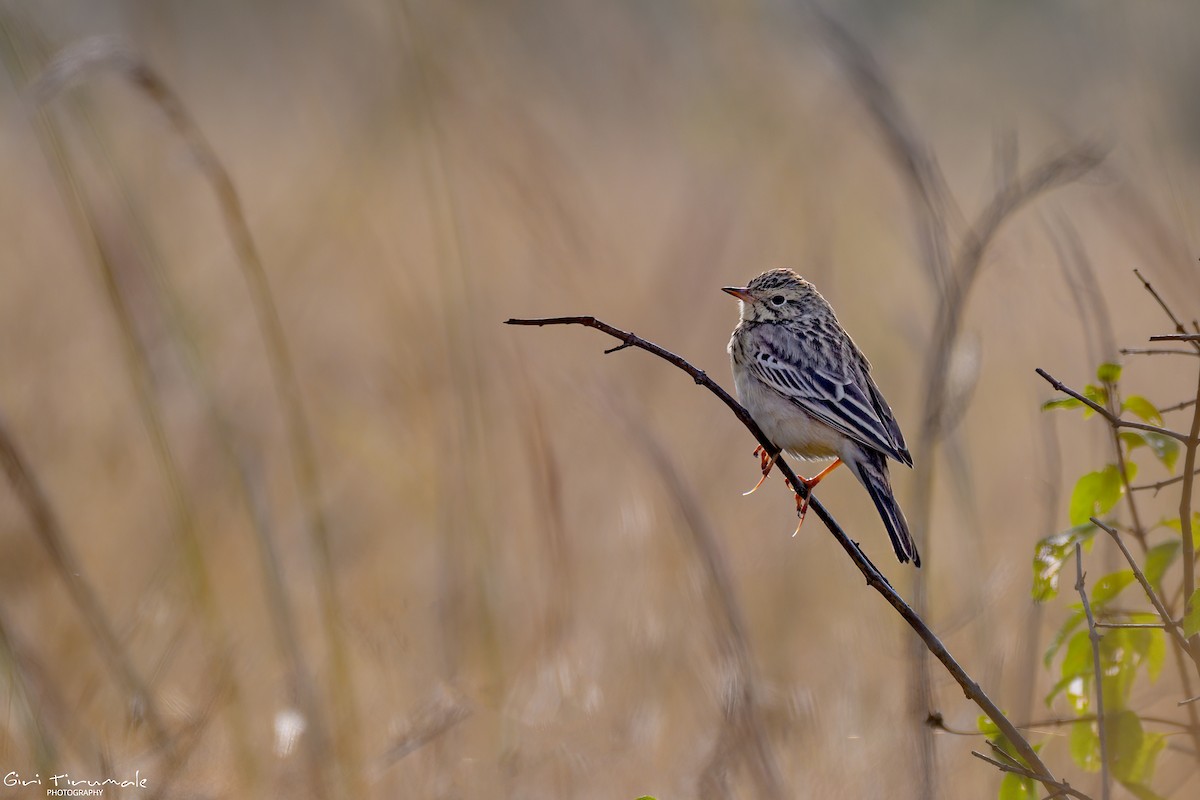Blyth's Pipit - ML647329726