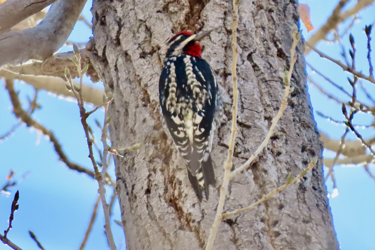 Red-naped Sapsucker - ML647329728
