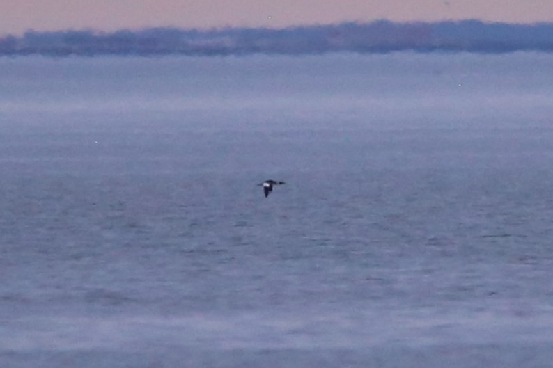 Tarakdiş - ML647329733