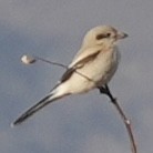 Клинохвостый сорокопут - ML647329738