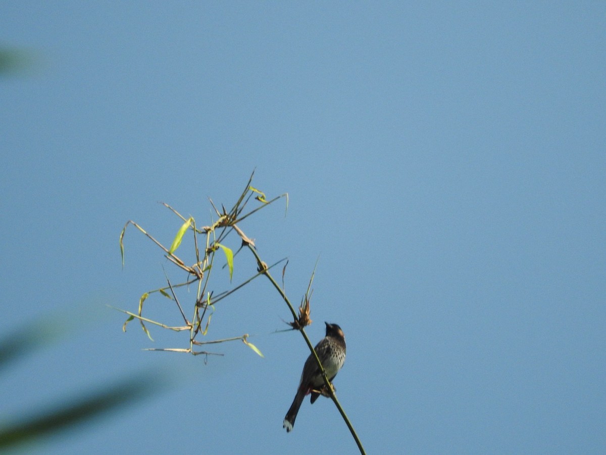 Red-vented Bulbul - ML647329741