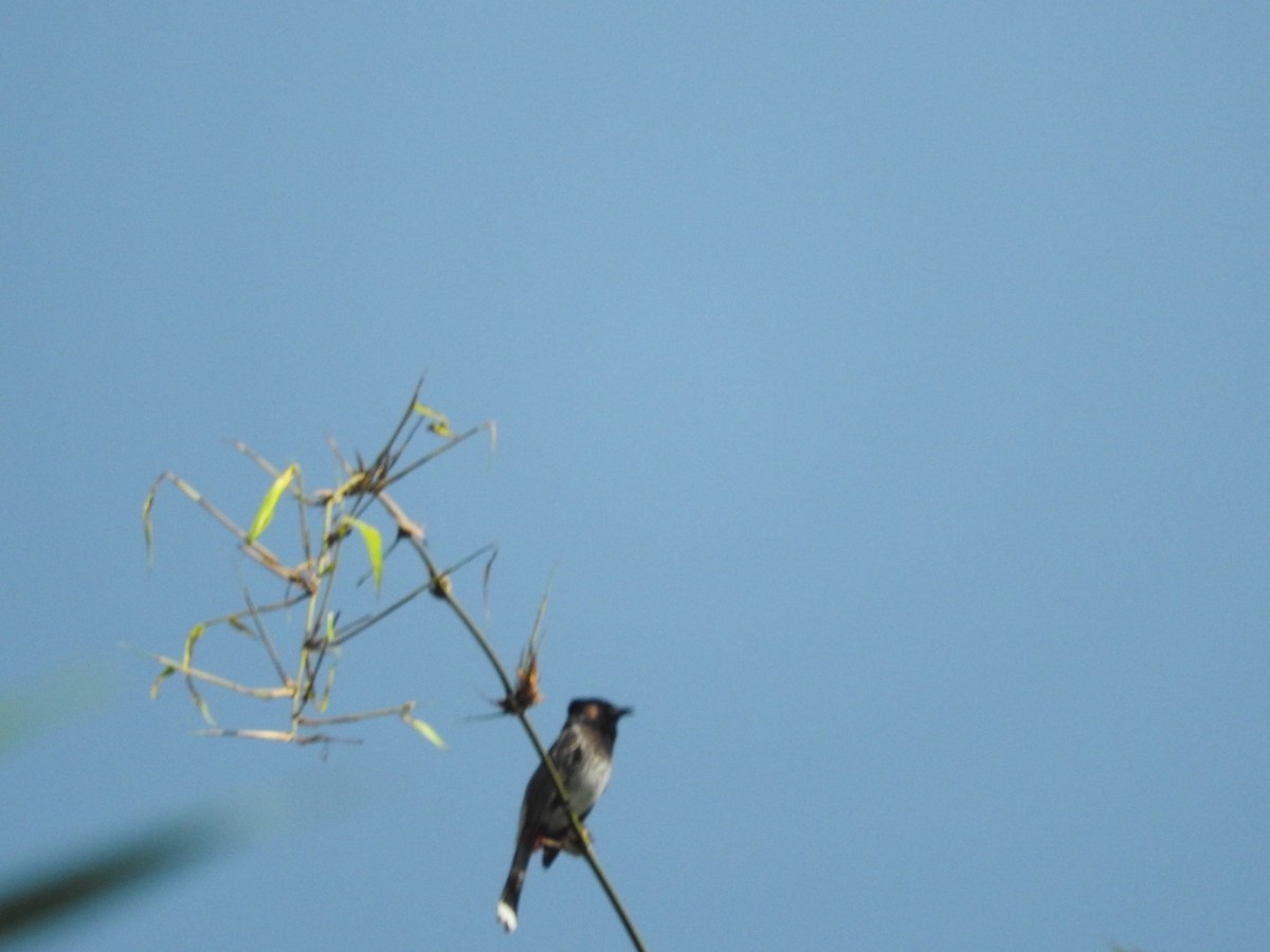 Red-vented Bulbul - ML647329742