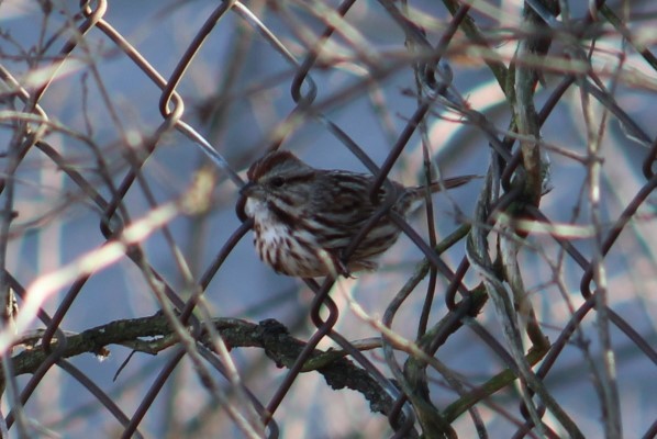 Song Sparrow - ML647329744