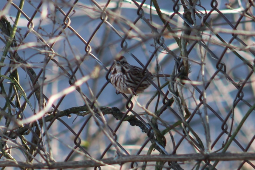 Song Sparrow - ML647329745
