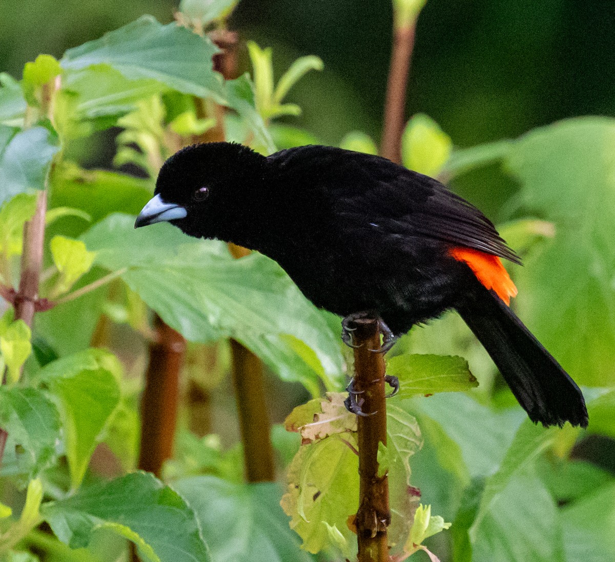 Scarlet-rumped Tanager (Cherrie's) - ML647329755