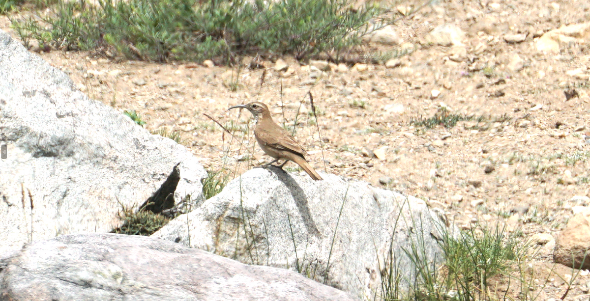 Scale-throated Earthcreeper - ML647329765