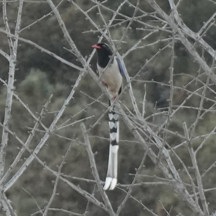 Красноклювая лазоревая сорока - ML647329770