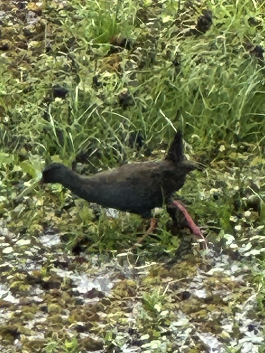 Kurşuni Sukılavuzu - ML647329776