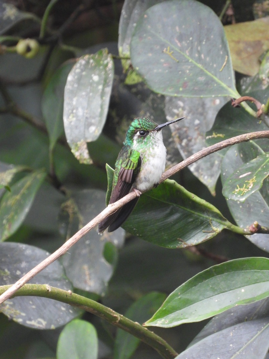 White-bellied Mountain-gem - ML647329777