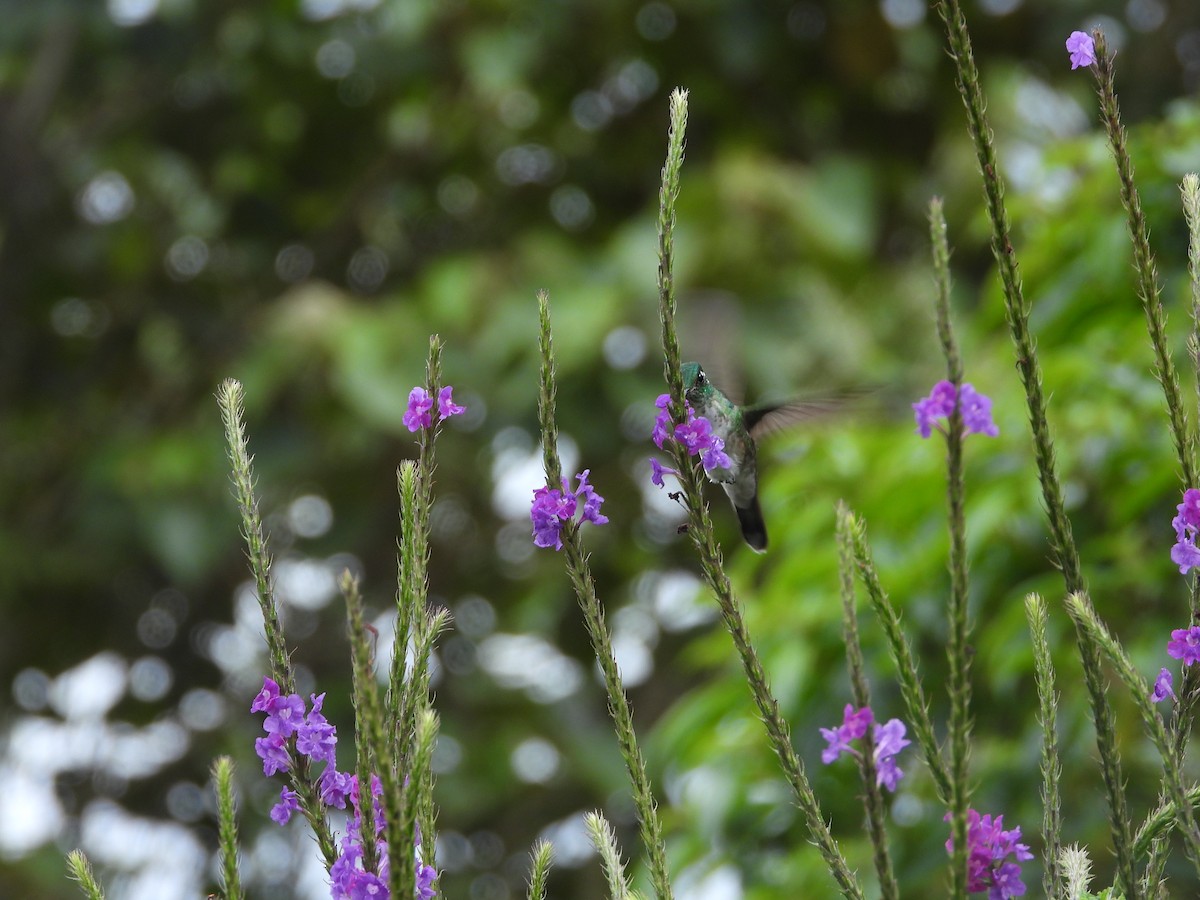 White-bellied Mountain-gem - ML647329778