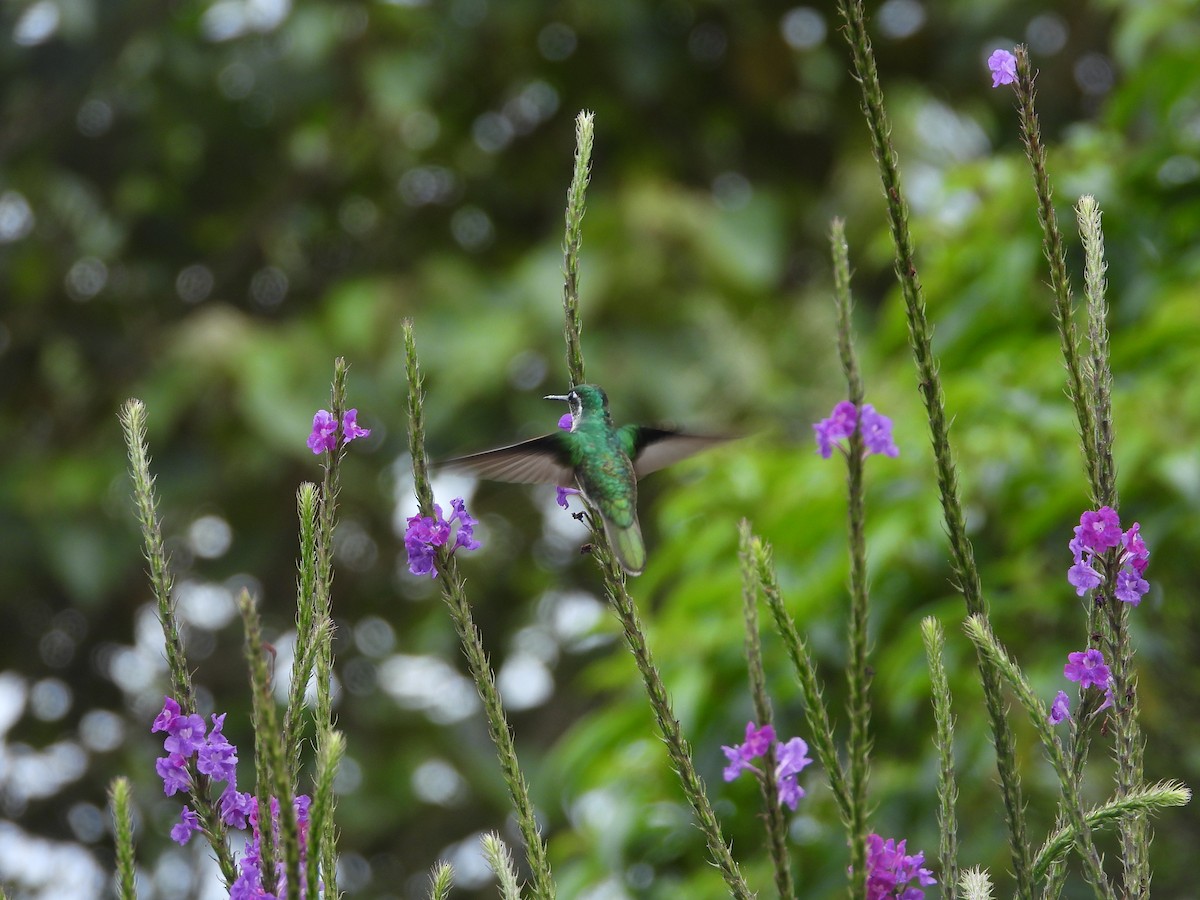 White-bellied Mountain-gem - ML647329779