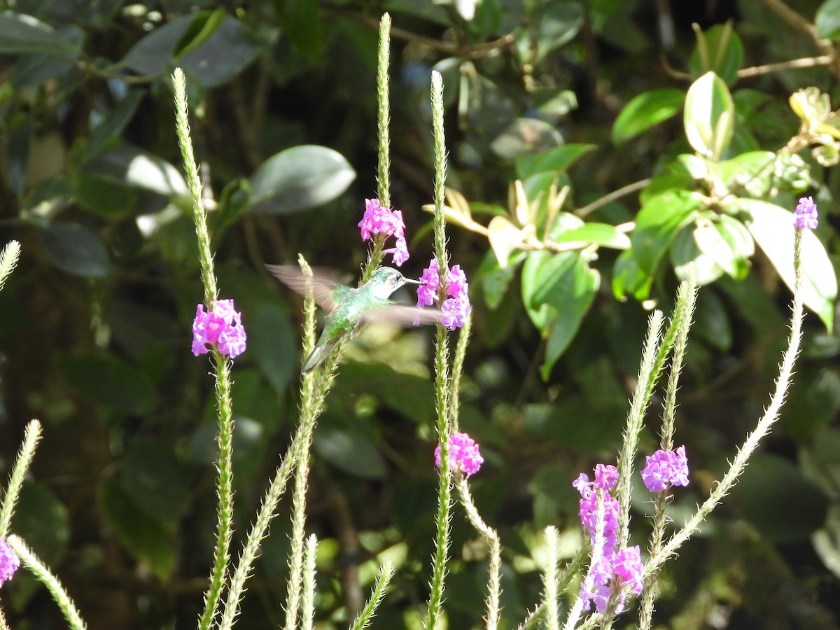 White-bellied Mountain-gem - ML647329780