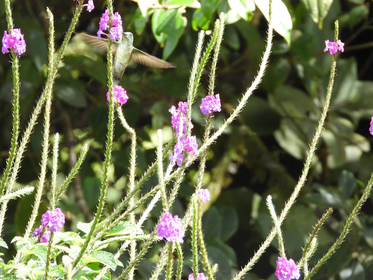 White-bellied Mountain-gem - ML647329781