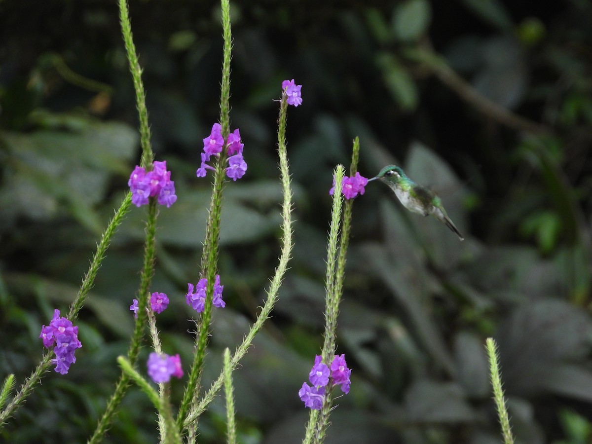 White-bellied Mountain-gem - ML647329782