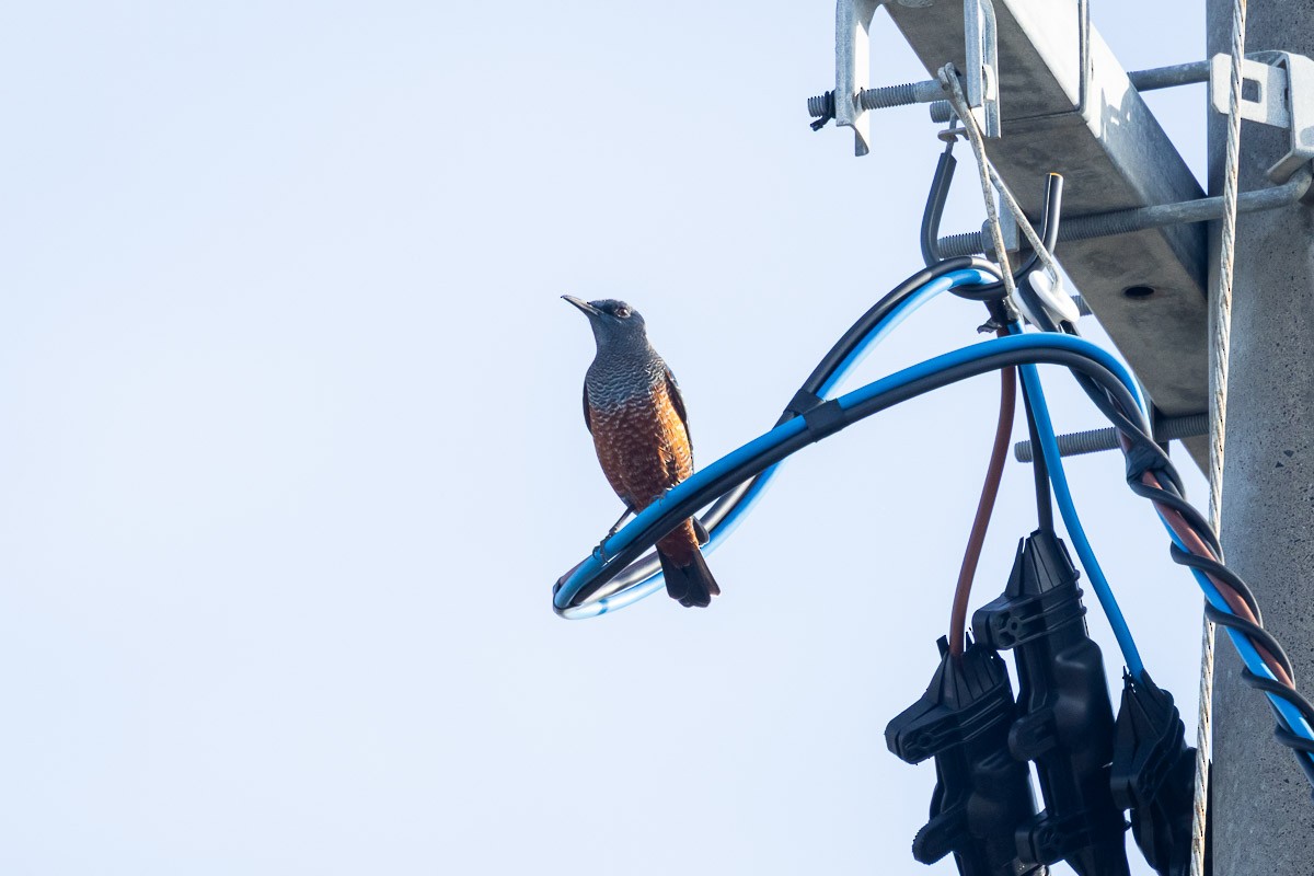Blue Rock-Thrush (philippensis) - ML647329787