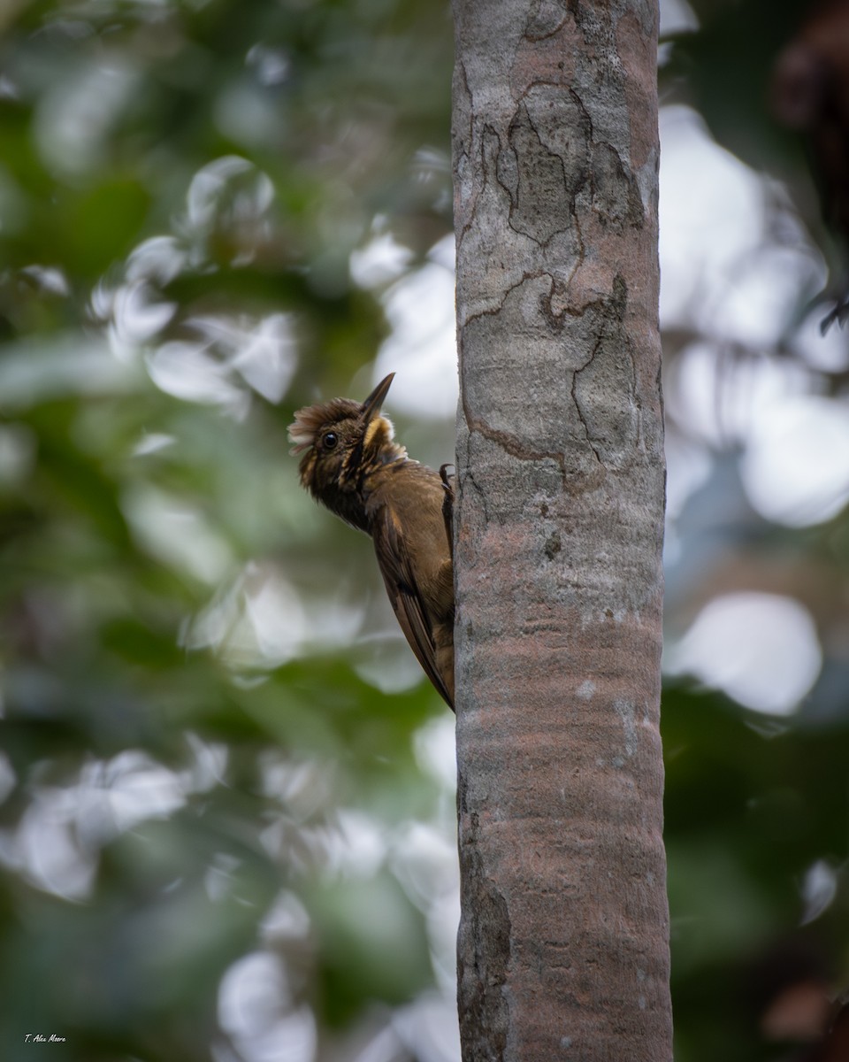 Grimpar à ailes rousses - ML647329792