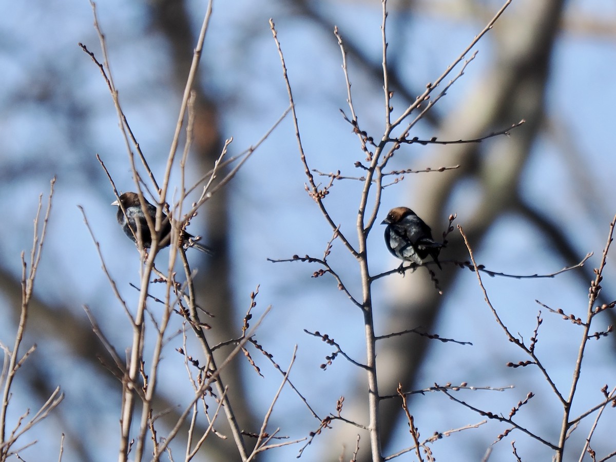 Brown-headed Cowbird - ML647329794