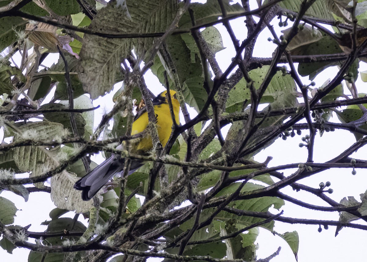 Süslü Ötleğen - ML647329801