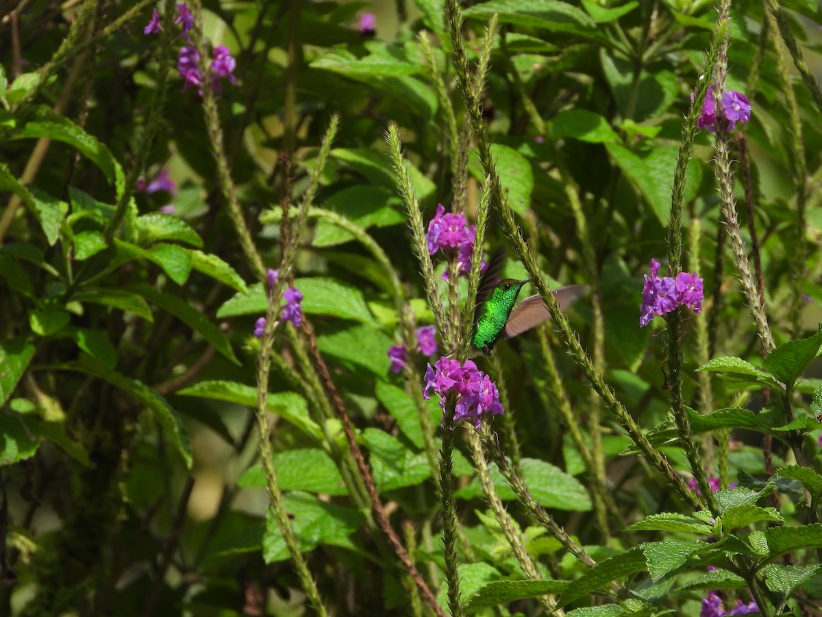 Coppery-headed Emerald - ML647329802