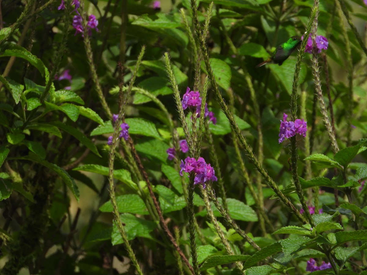 Coppery-headed Emerald - ML647329803