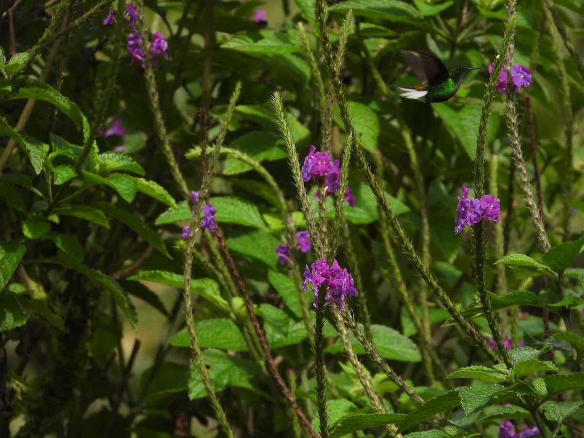 Coppery-headed Emerald - ML647329804