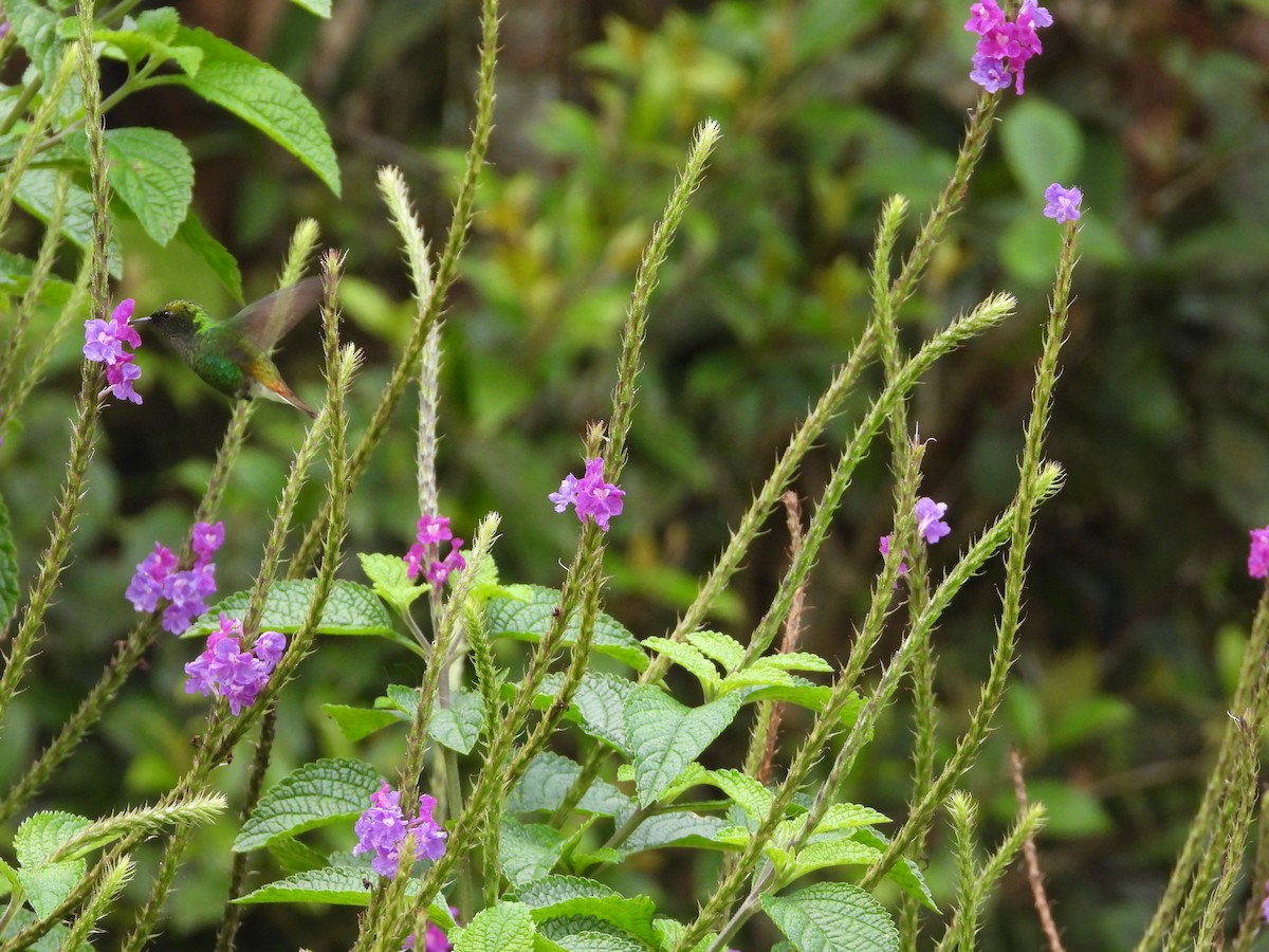 Coppery-headed Emerald - ML647329805