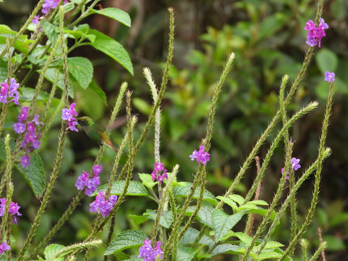 Coppery-headed Emerald - ML647329806