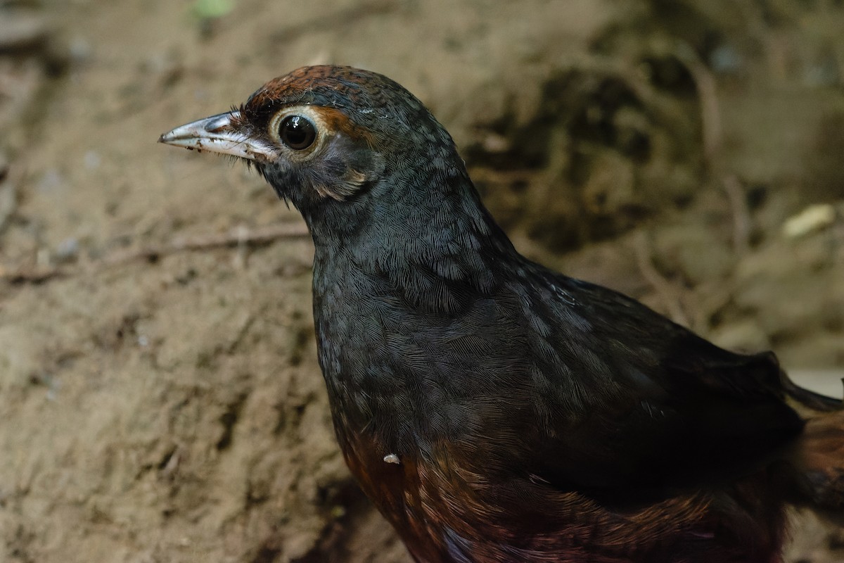 Tourco huet-huet - ML647329810