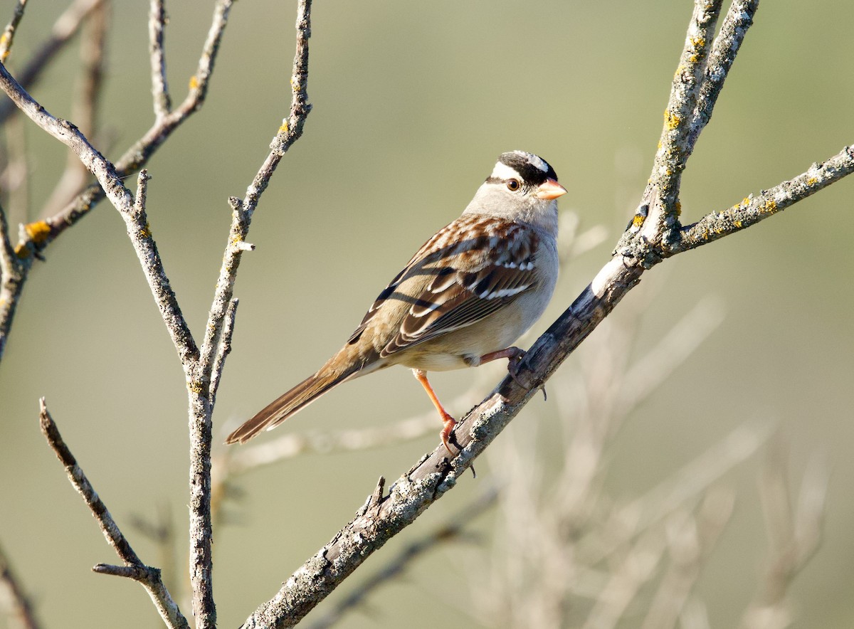 Bruant à couronne blanche - ML647329811