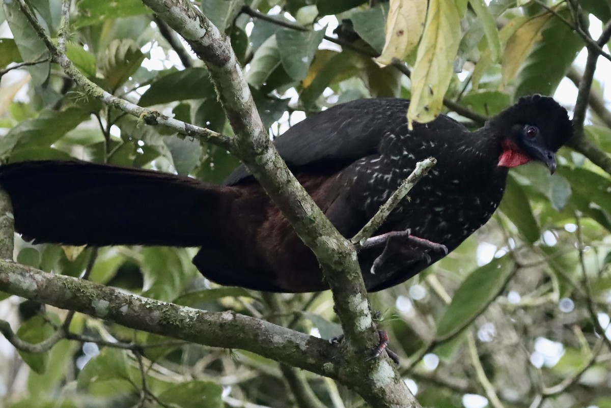 Pénélope panachée - ML647329812