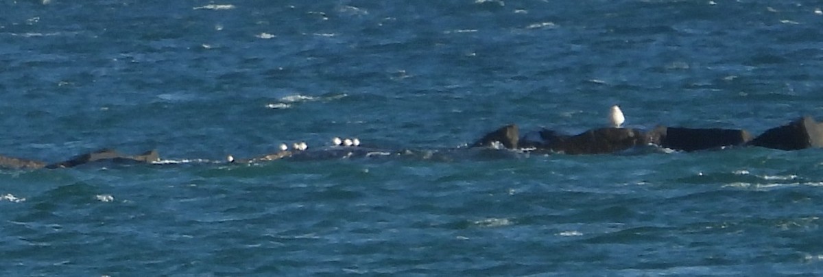 limicole sp. - ML647329813