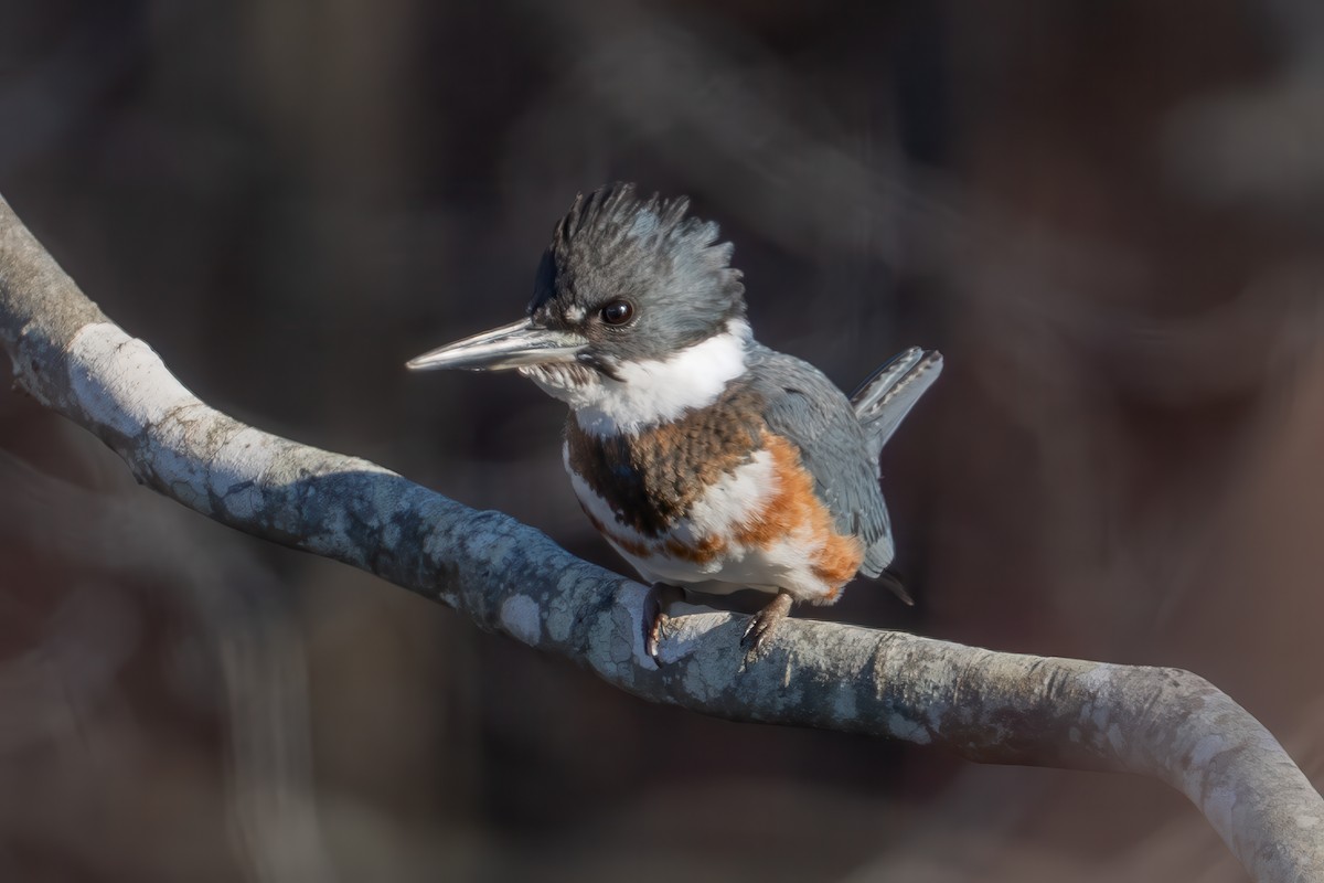 Martin-pêcheur d'Amérique - ML647329814