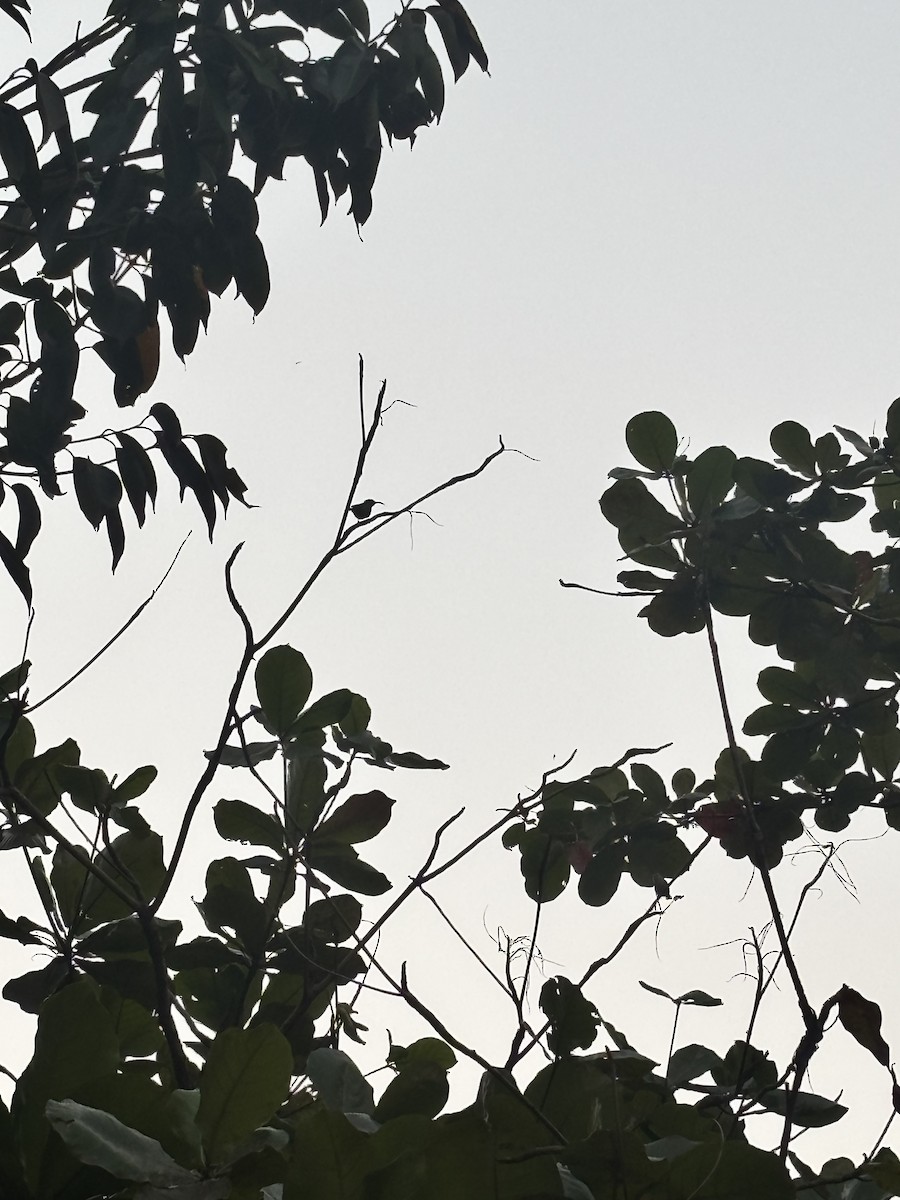 Souimanga de Loten - ML647329816