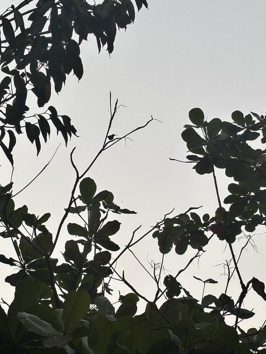 Souimanga de Loten - ML647329817