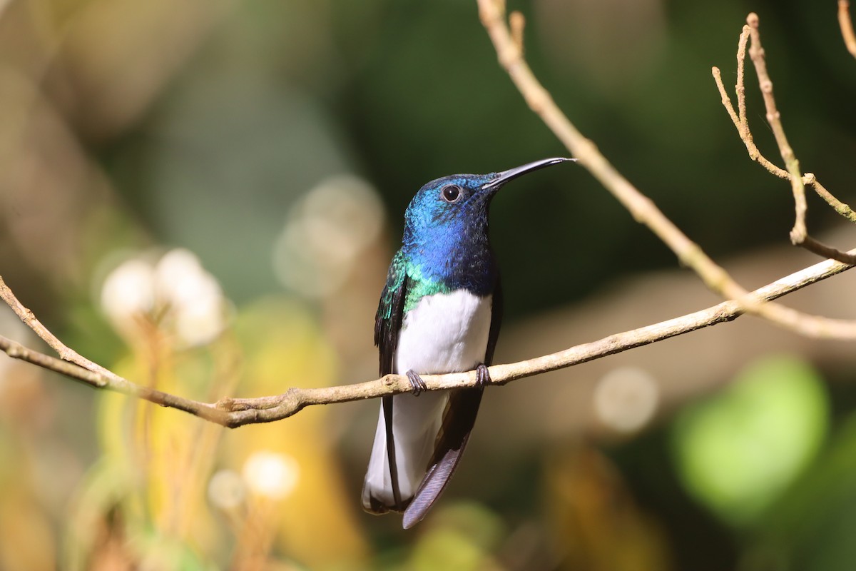 Colibri jacobin - ML647329818