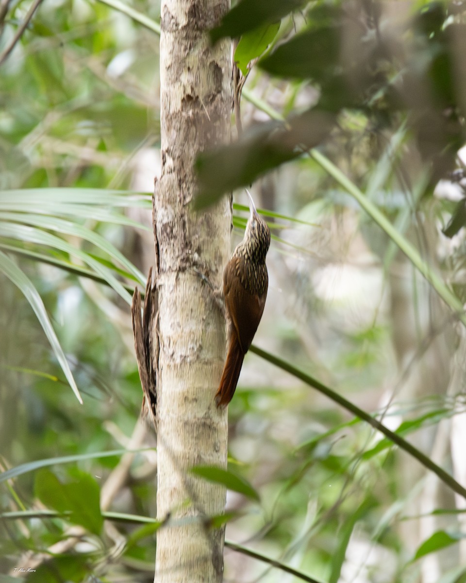 Grimpar à bec ivoire - ML647329819