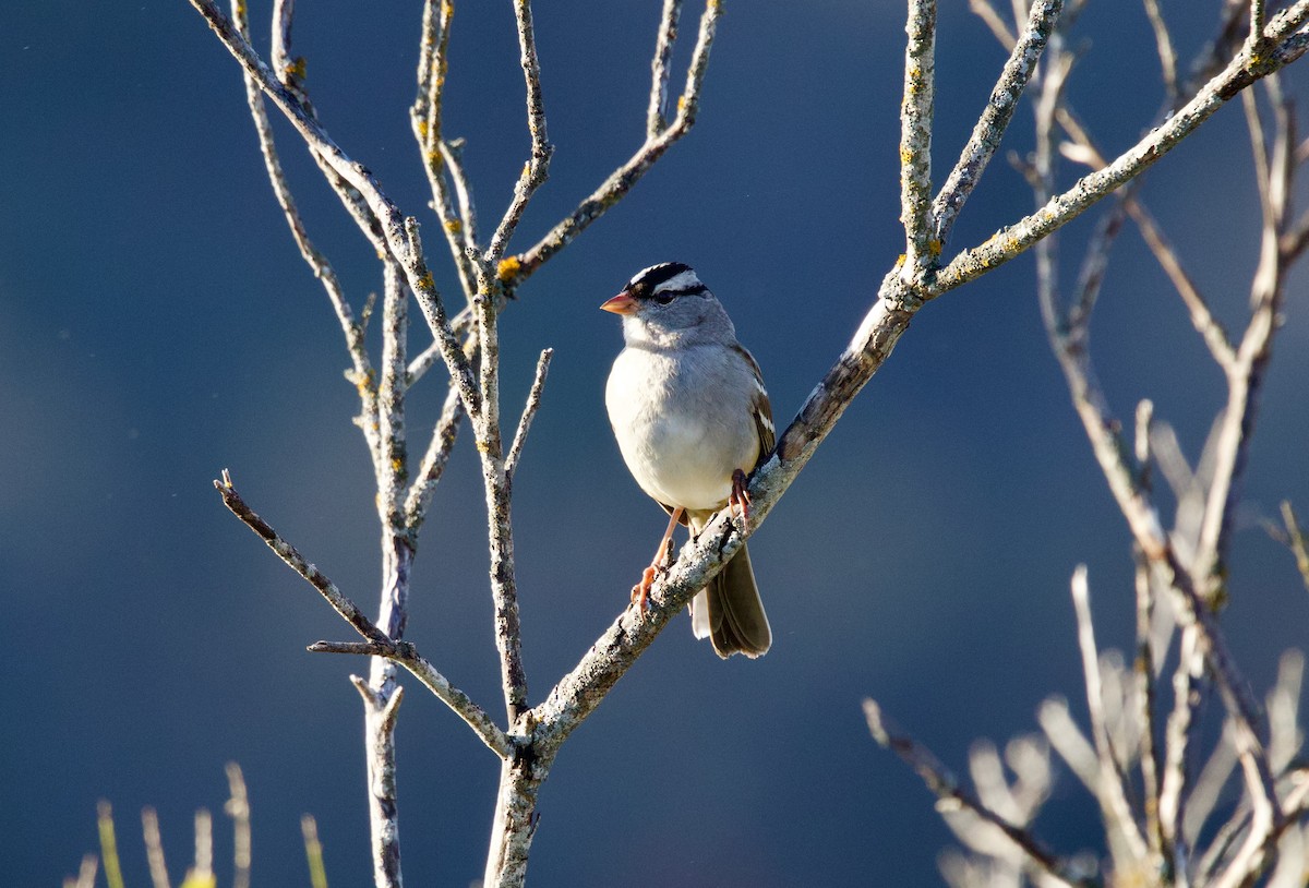 Bruant à couronne blanche - ML647329820