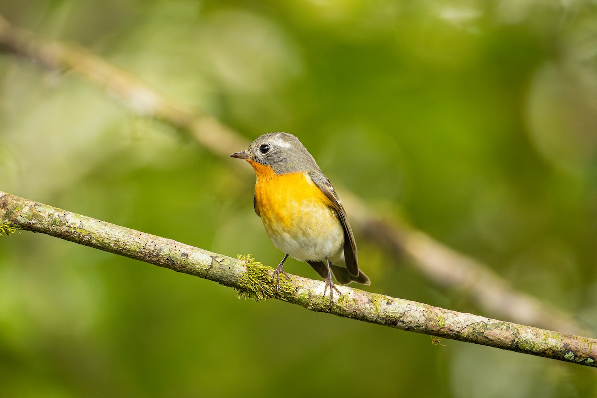 Gobemouche mugimaki - ML647329822