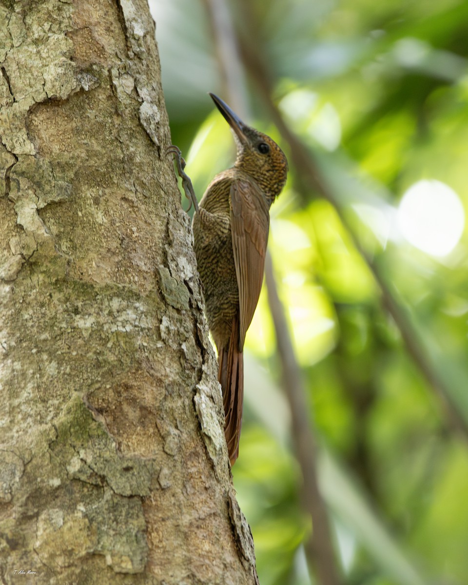 Grimpar vermiculé - ML647329823