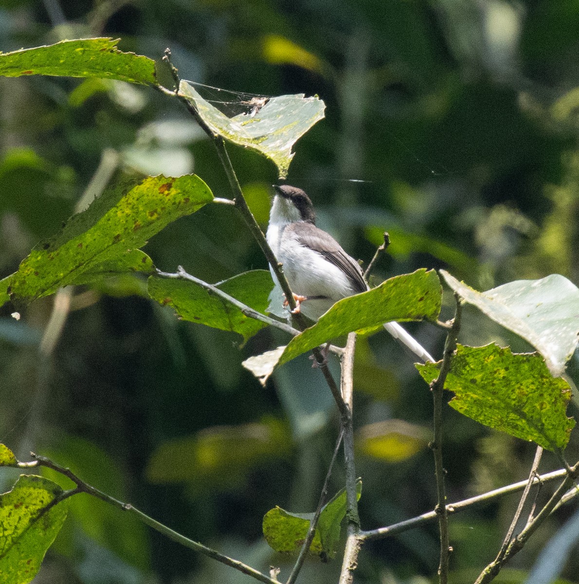 Apalis cendrée (cinerea/funebris) - ML647329825