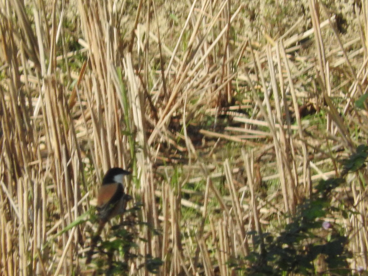 Pie-grièche schach - ML647329826