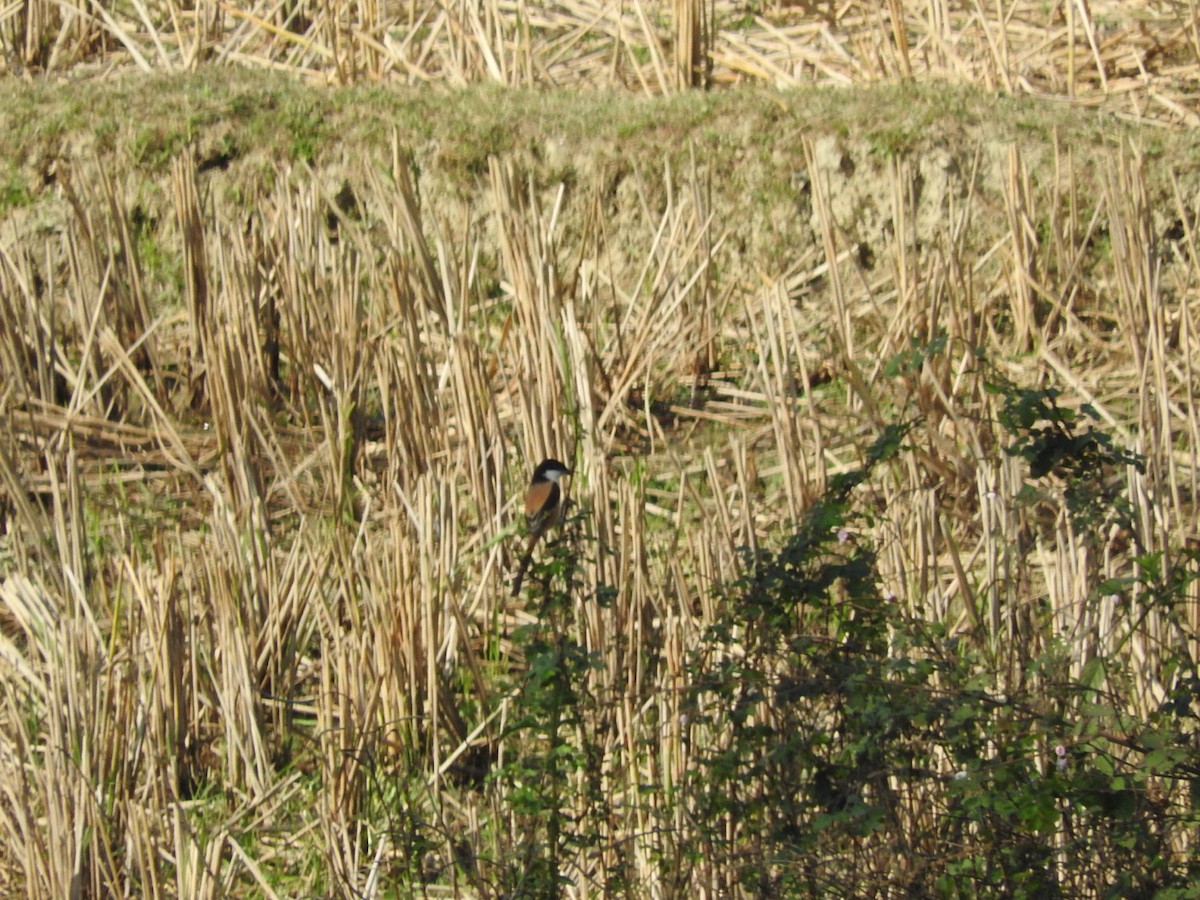 Pie-grièche schach - ML647329827