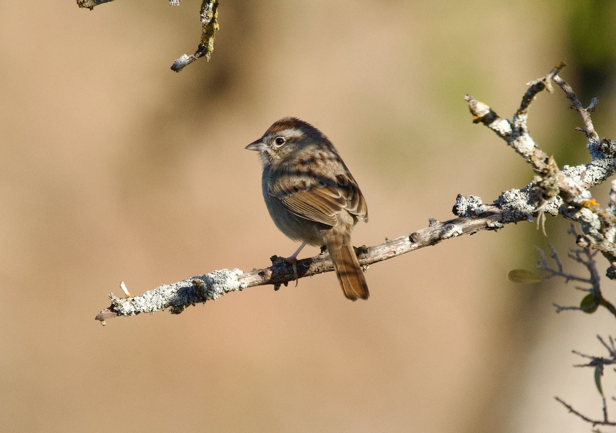 Tohi à calotte fauve - ML647329829