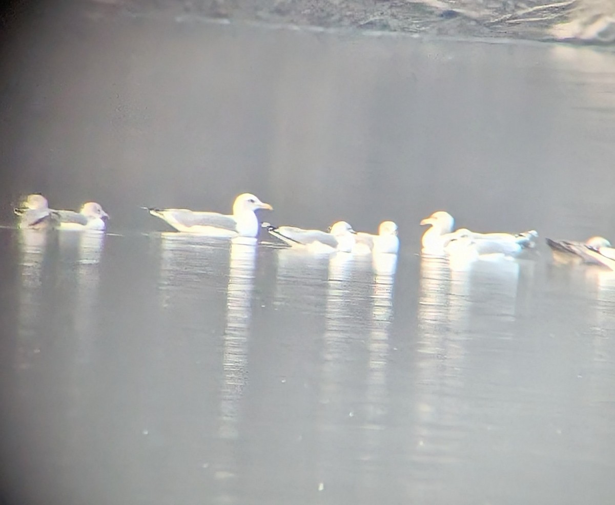 Goéland hudsonien - ML647329830