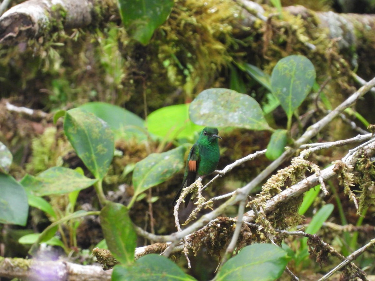 Colibri à épaulettes - ML647329831