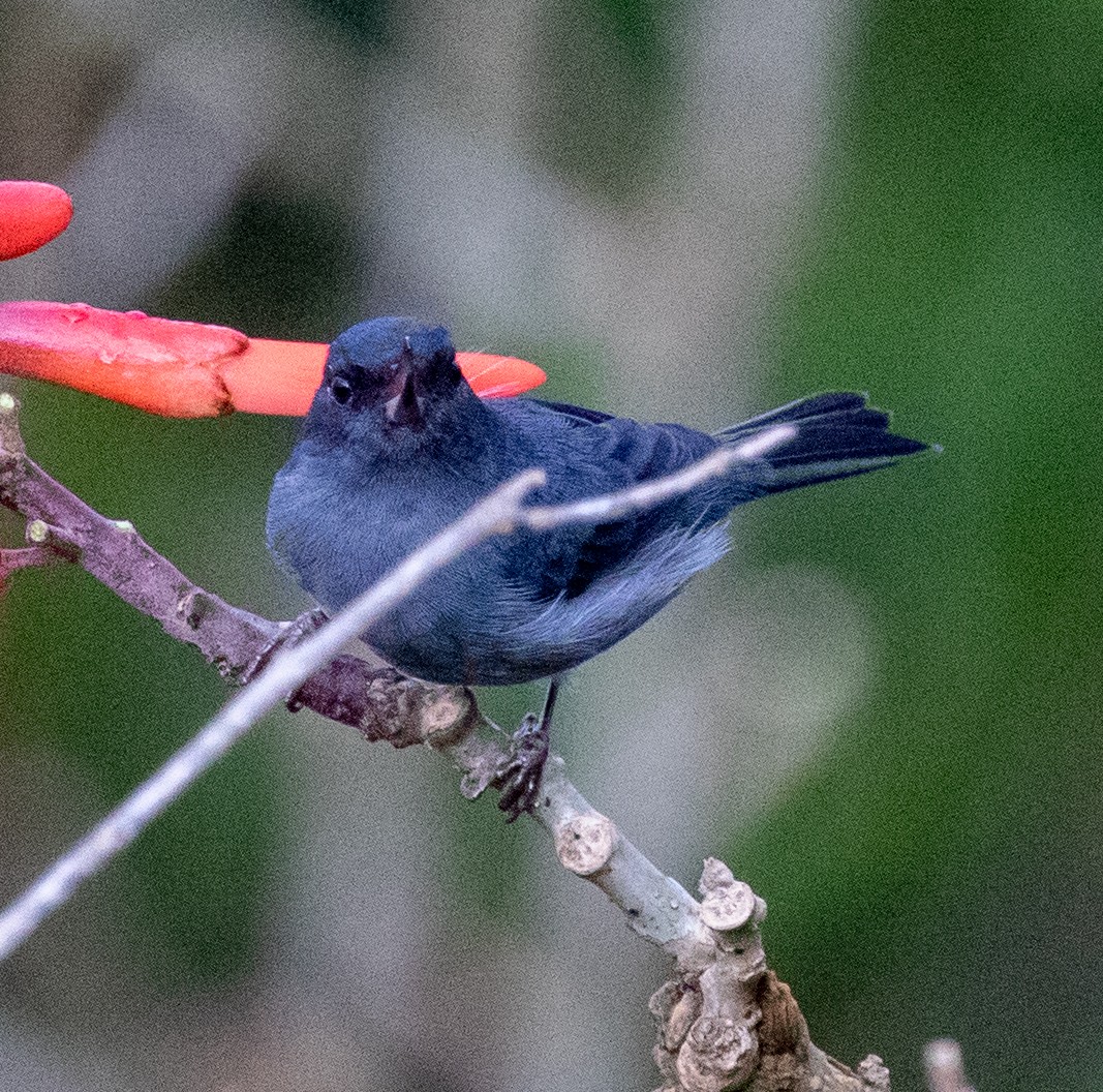 Percefleur ardoisé - ML647329832
