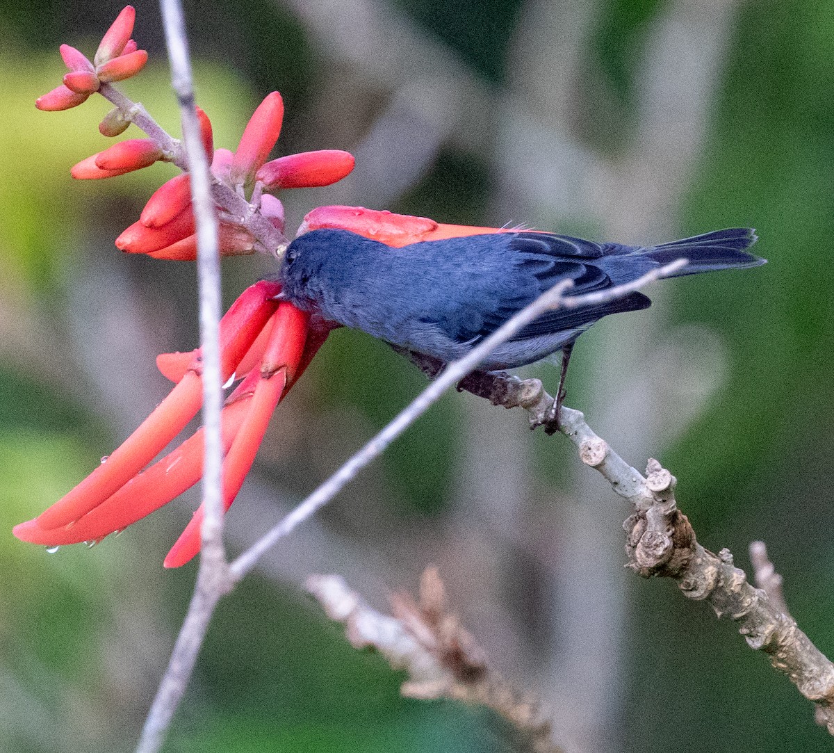 Percefleur ardoisé - ML647329833
