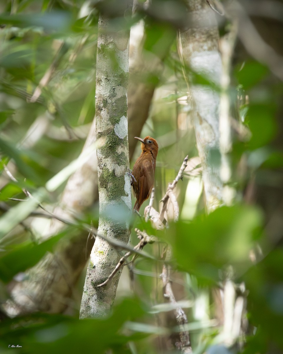 Grimpar roux - ML647329838